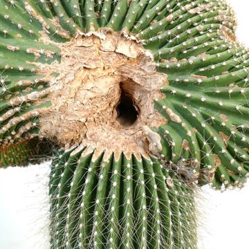 Carnegiea polylopha rare crested cactus with ribbed green stems and textured growth
