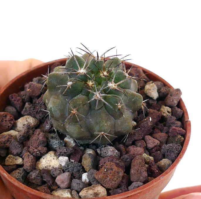 Copiapoa dura 13533