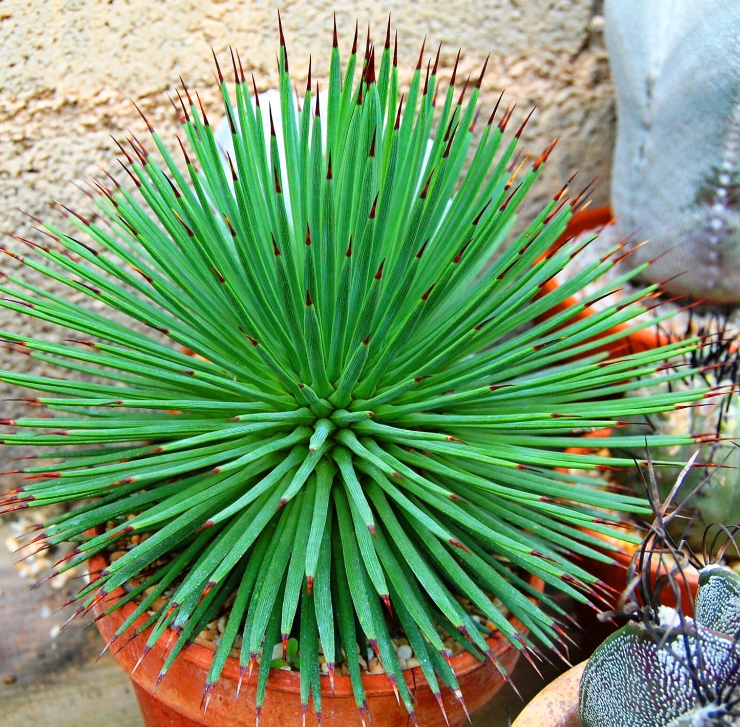 Agave stricta var. nana (Minas Asbestos) 10-20cm