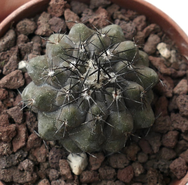 Copiapoa cinerea X humilis XF412