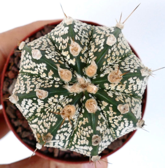 Astrophytum cv ONZUKA x SUPERKABUTO 73B