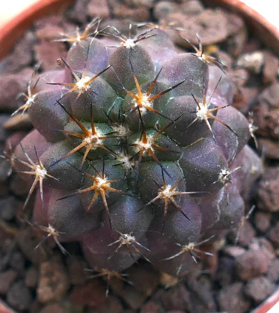 Copiapoa cinerea X griseoviolacea 23