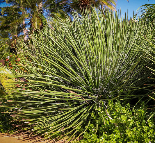 Agave stricta longifolia  20-30 cm