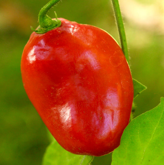 Capsicum pubescens "rocoto" SEEDS