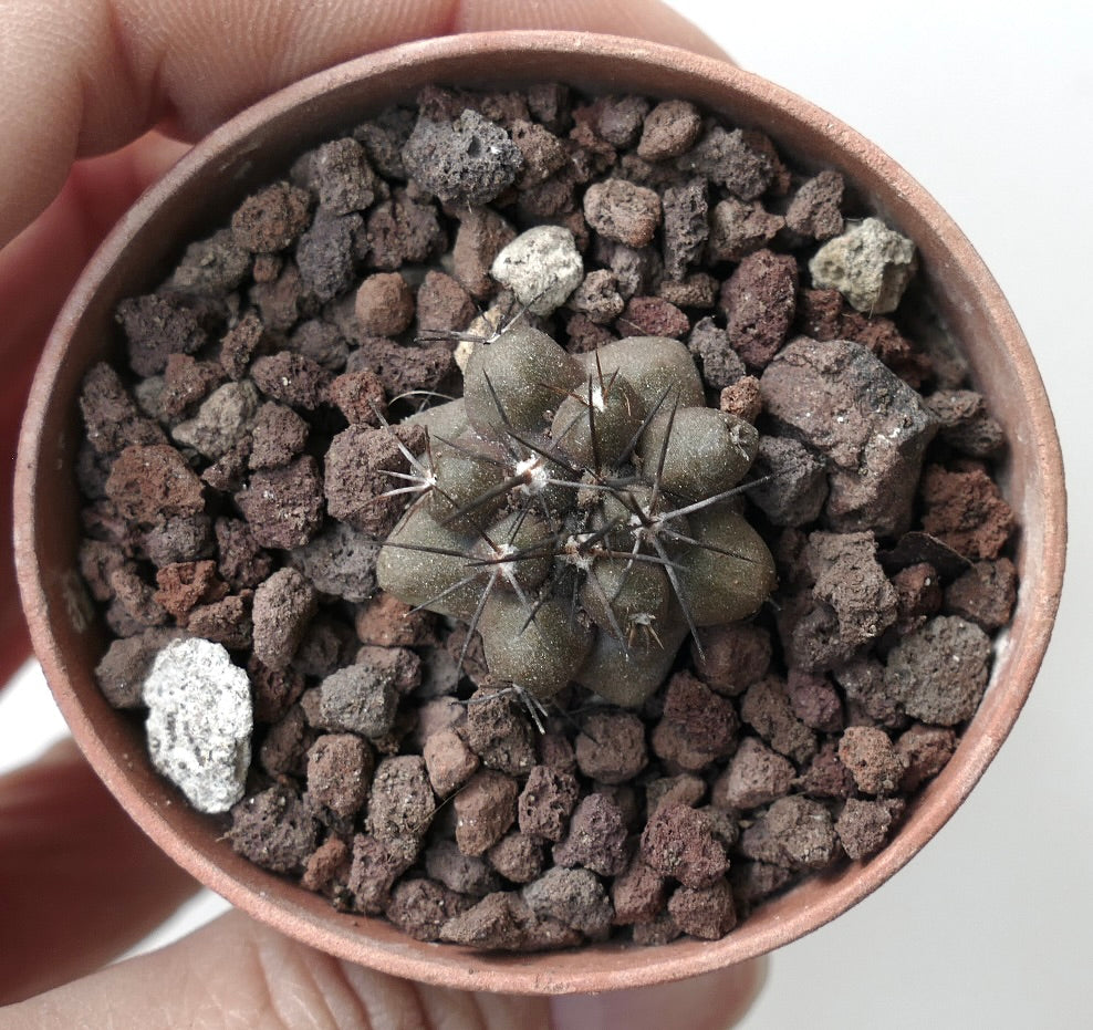 Copiapoa cinerea x humilis PR1