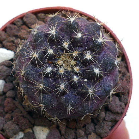 Copiapoa griseoviolacea X serpentisulcata MPS10