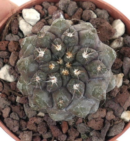 Copiapoa cinerea form nuda X Copiapoa cinerea KIKKO 6663-PU2427