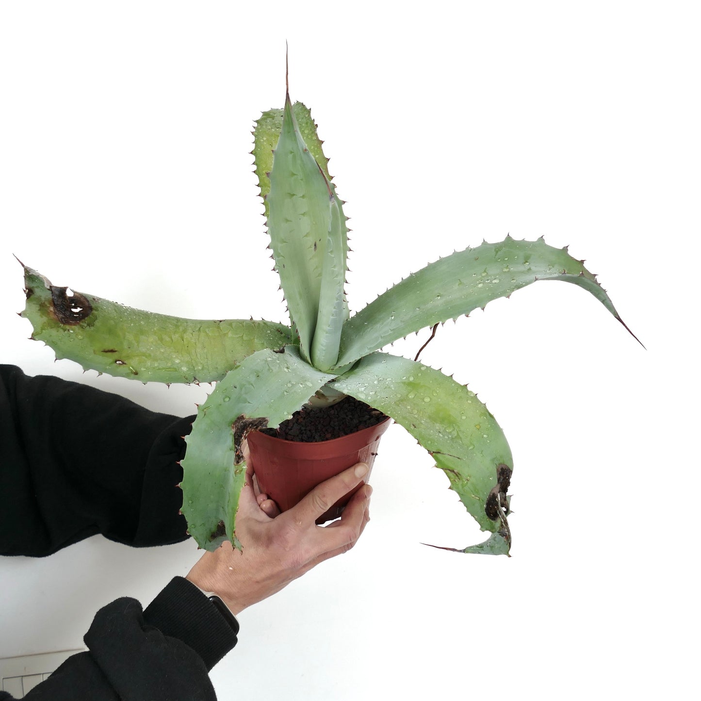 Agave F3 hybrid marmorata x eborispina x americana (Mr. Corsi HYBRID) 6T