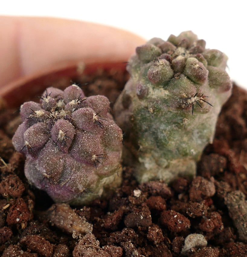 Copiapoa cinerea X Copiapoa sp. HYBRIDS (2 seedlings) AW1