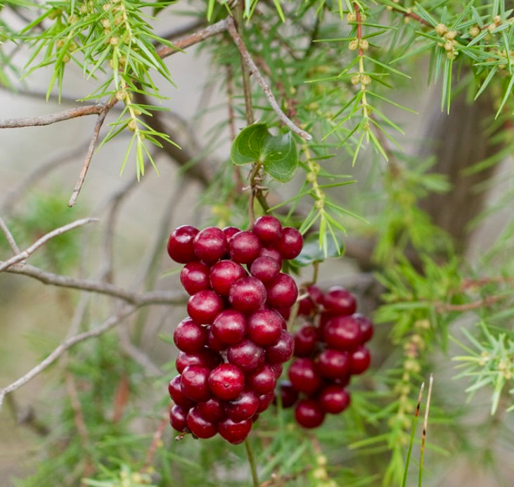 Smilax aspera 20-40cm