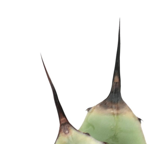 Agave neomexicana X macroacantha (Corsi Hybrid) 40PP