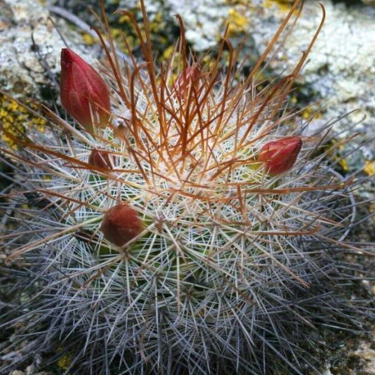 Mammillaria albrechtiana (Mártir Quiechap) SEEDS