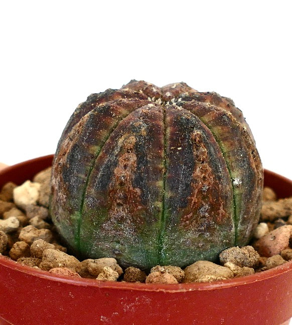 Euphorbia obesa BROWN MARKS OT12