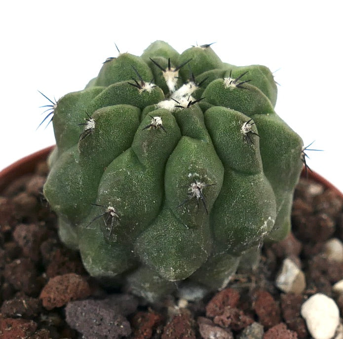 Copiapoa cinerea GREEN X hypogaea 60/2017