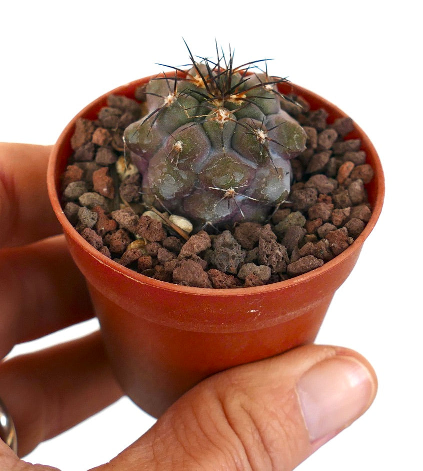 Copiapoa griseoviolacea X serpentisulcata 56A**