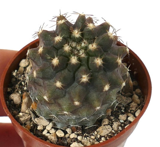 Copiapoa humilis 7Y4