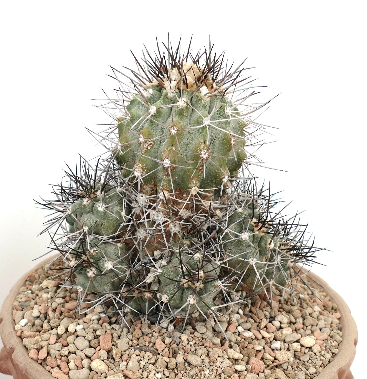 Copiapoa fiedleriana MULTIHEADS CLUSTER