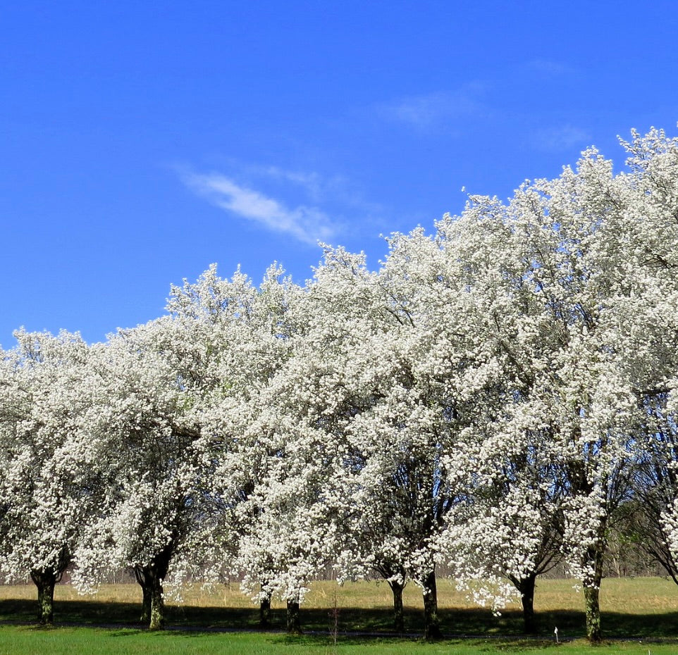 Pyrus calleryana cv "Chanticleer" flowering ornamental trees with dense white blossoms