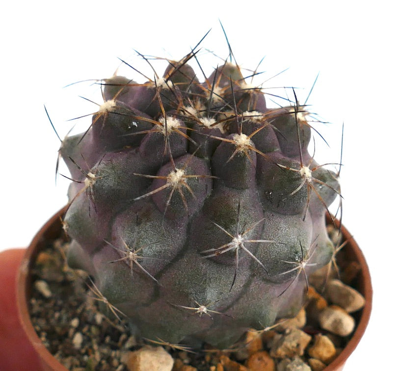 Copiapoa cinerea X humilis VV6