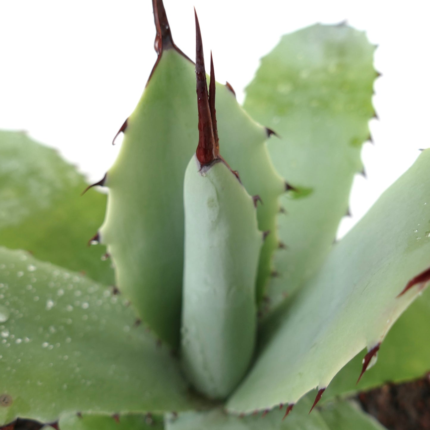 Agave parryi X Agave ovatifolia (Mr. Corsi HYBRID) GTT07