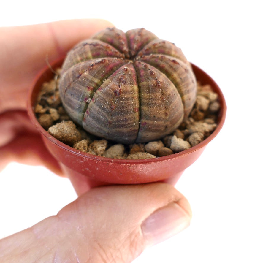 Euphorbia obesa BROWN-RED 110X