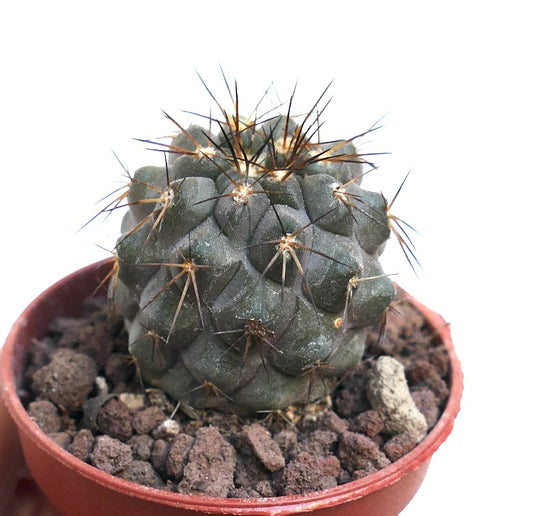 Copiapoa cinerea GREY X haseltoniana PMS1