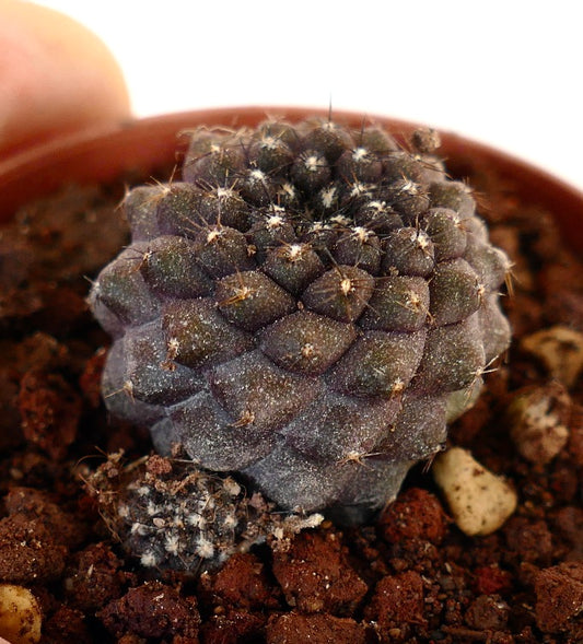 Copiapoa hypogaea DARK BD6