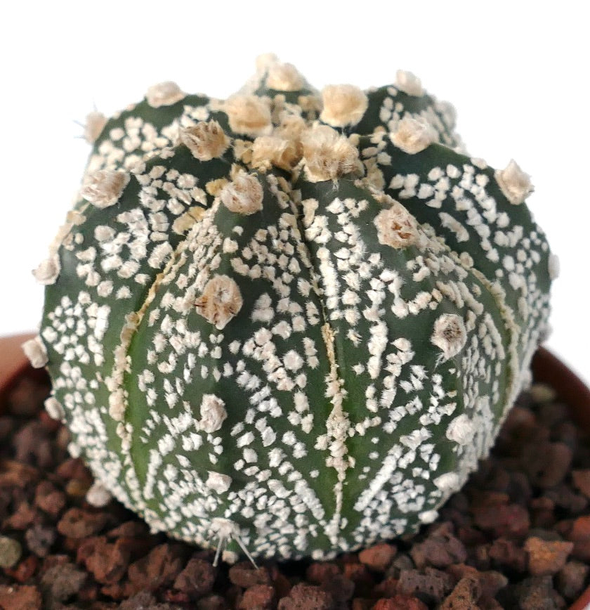 Astrophytum cv ONZUKA x SUPERKABUTO A84