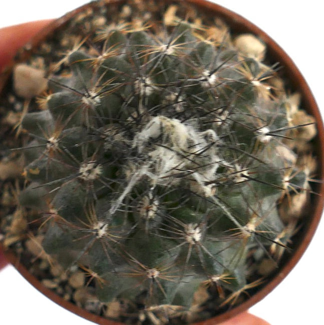 Copiapoa humilis PZ