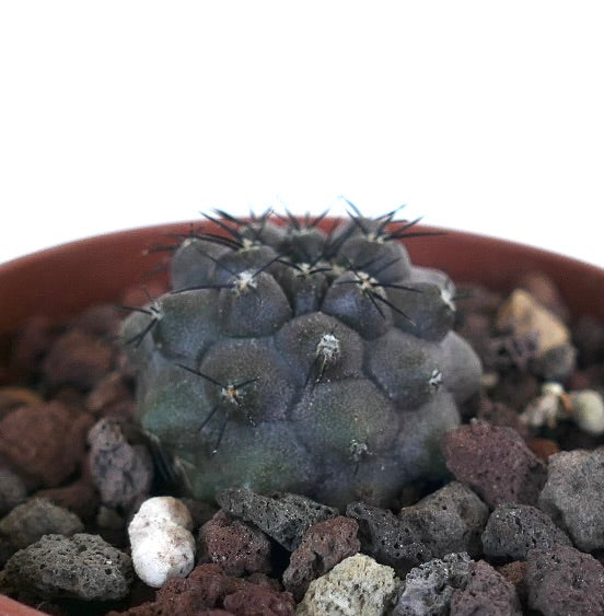 Copiapoa cinerea X humilis 16228