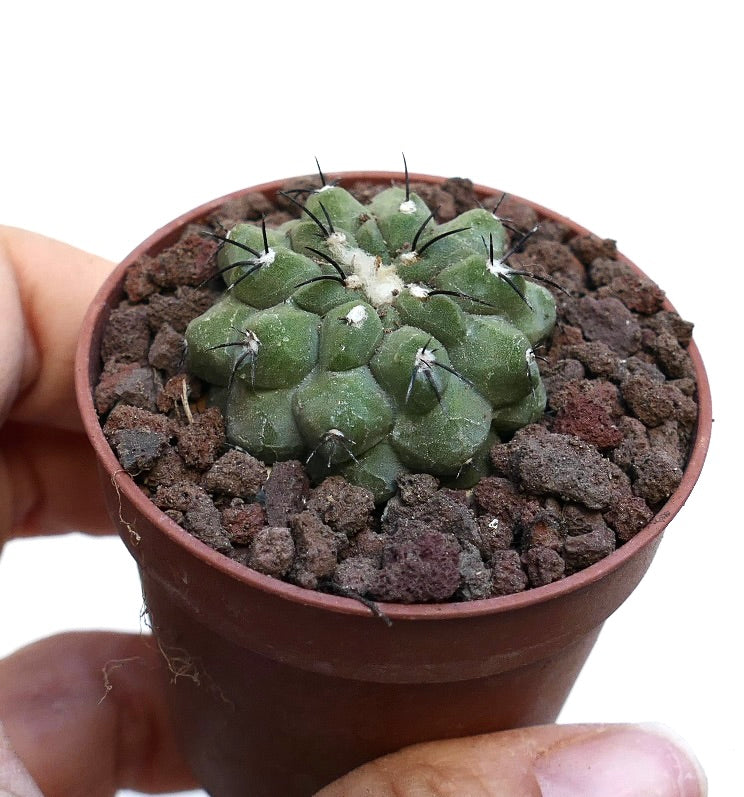 Copiapoa cinerea X hypogaea RNM74