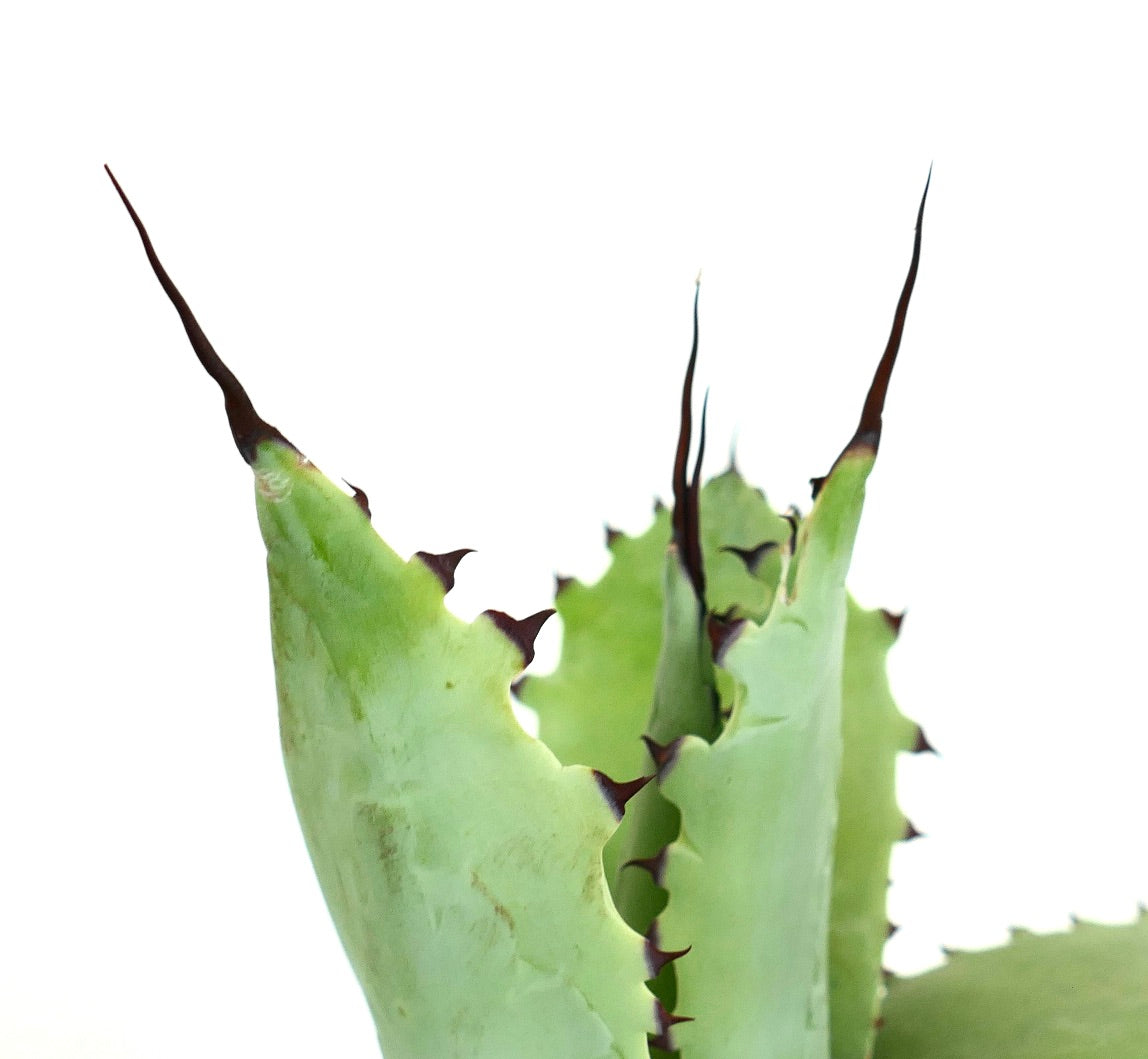 Agave bovicornuta X Agave utahensis eborispina (Mr Corsi) 50FK