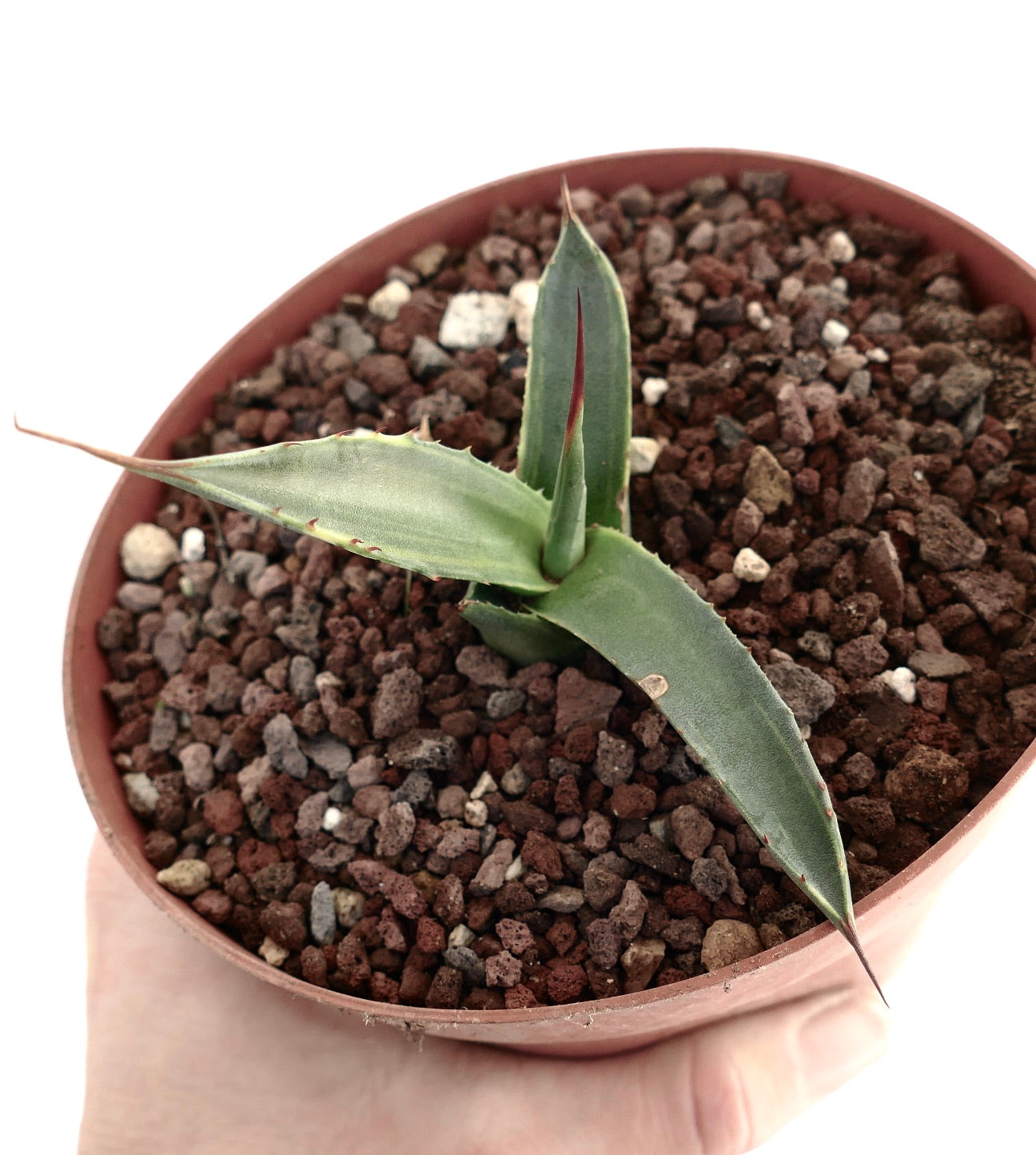 Agave asperrima subsp. potosiensis VARIEGATED 008