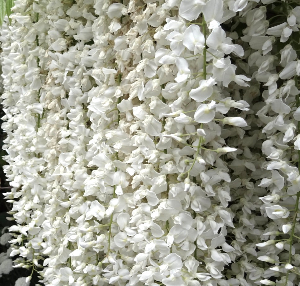 Wisteria floribunda alba 30-50cm