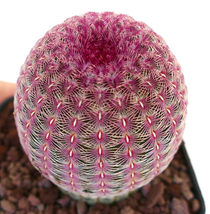 Echinocereus rigidissimus subs. rubispinus 6cm