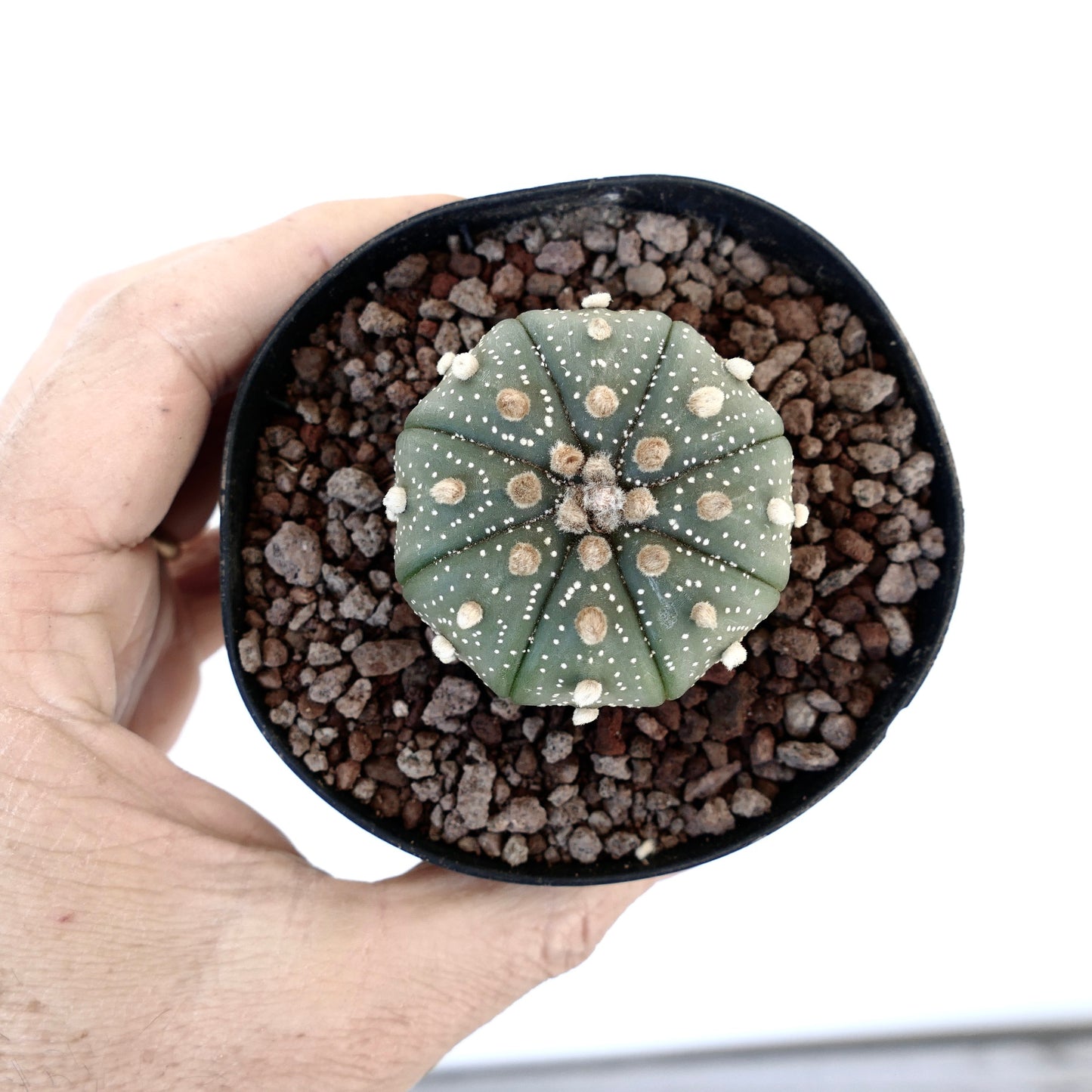 Astrophytum asterias subsp. tamaulipensis AN7