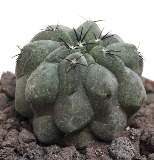 Copiapoa cinerea GREY-GREEN X hypogaea SAB7