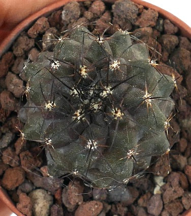 Copiapoa cinerea x atacamensis 81J