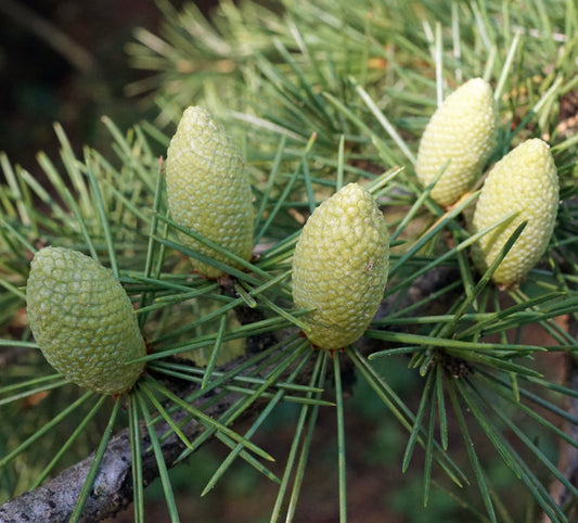 Cedrus libani SEMI