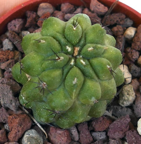 Copiapoa cinerea x hypogaea Z1N