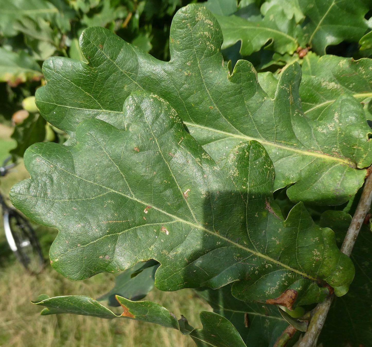 Quercus robur