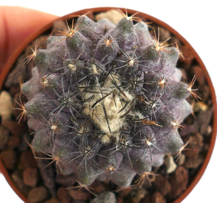 Copiapoa humilis P37