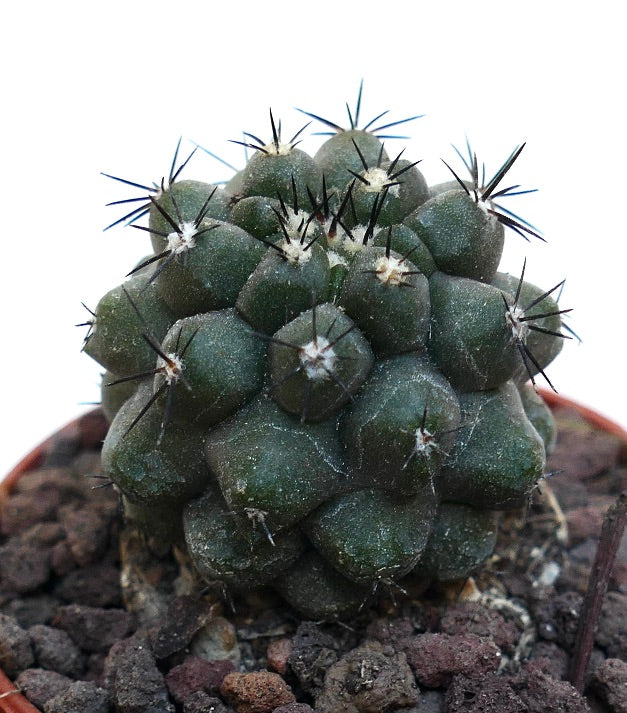 Copiapoa cinerea KIKKO X humilis MPS1