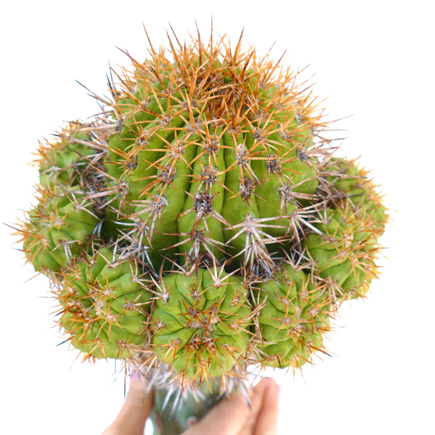 Copiapoa goldii (GRAFTED)