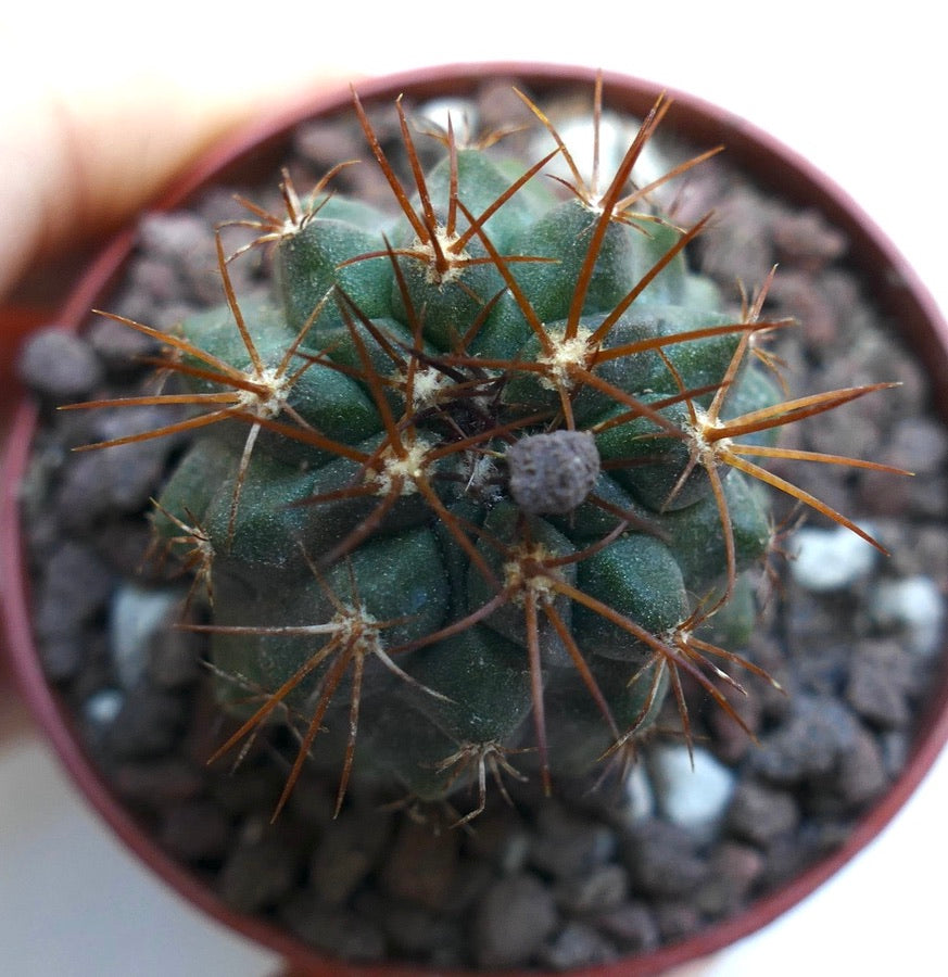 Copiapoa cinerea X Copiapoa goldii WE206