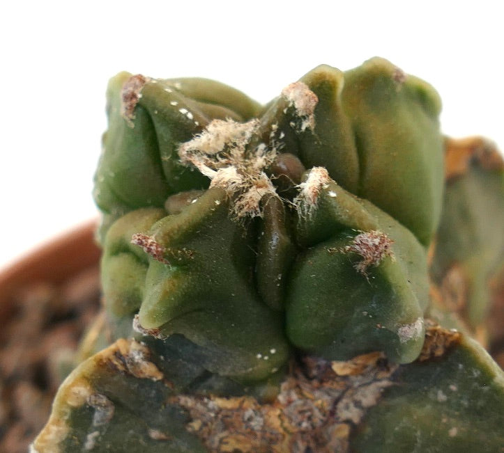 Astrophytum myriostingma cactus succulento con uniche creste a forma di stella e areole lanuginose