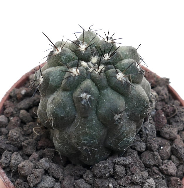 Copiapoa cinerea X humilis MPS10