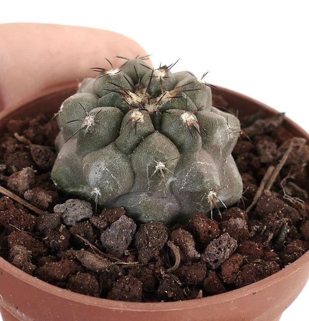 Copiapoa cinerea form nuda X Copiapoa cinerea KIKKO BZ