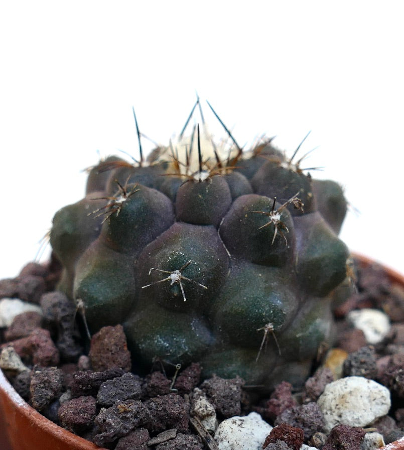 Copiapoa cinerea X Copiapoa hypogaea SPF4