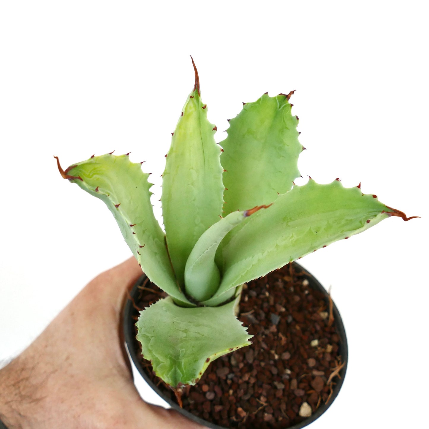 Agave eborispina x marmorata MONSTRUOSUS (Mr. Corsi) HYBRID WR731